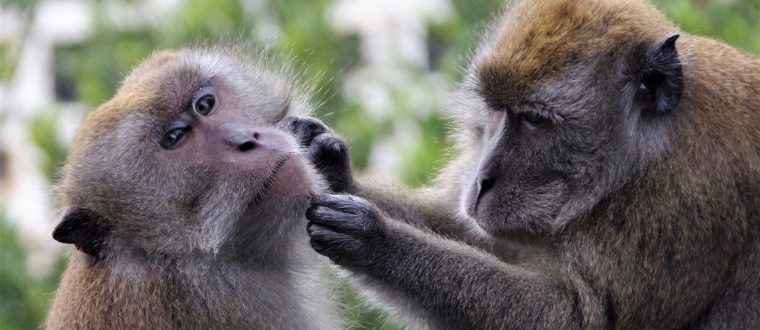 פארק הקופים ביער בן שמן
